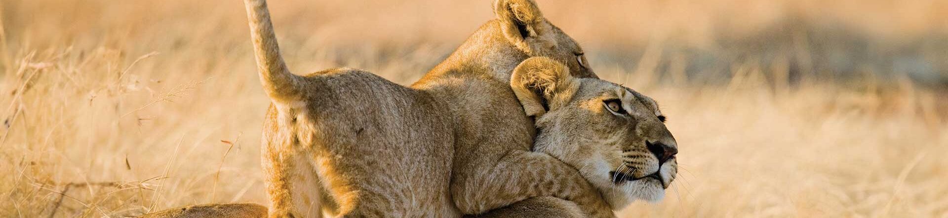 Afrika