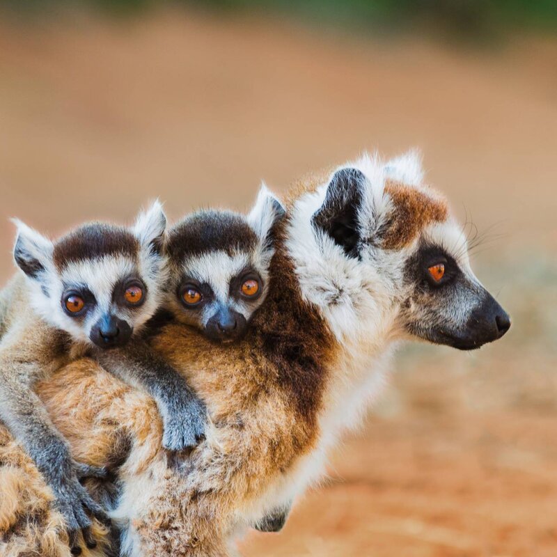 Expedition South Africa and Madagascar: two wonderful wildernesses